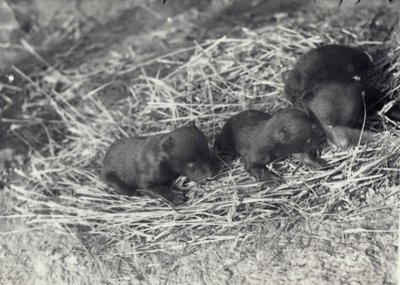 Three Brown and Black Bear Cubs Aged 5 or 6 Weeks at London Zoo, February 1920 by Frederick William Bond